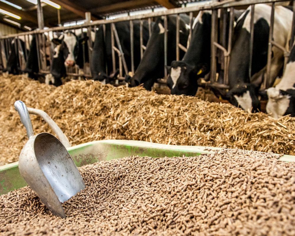 What Are the Keys to Producing Quality Cow-Cattle Feed?