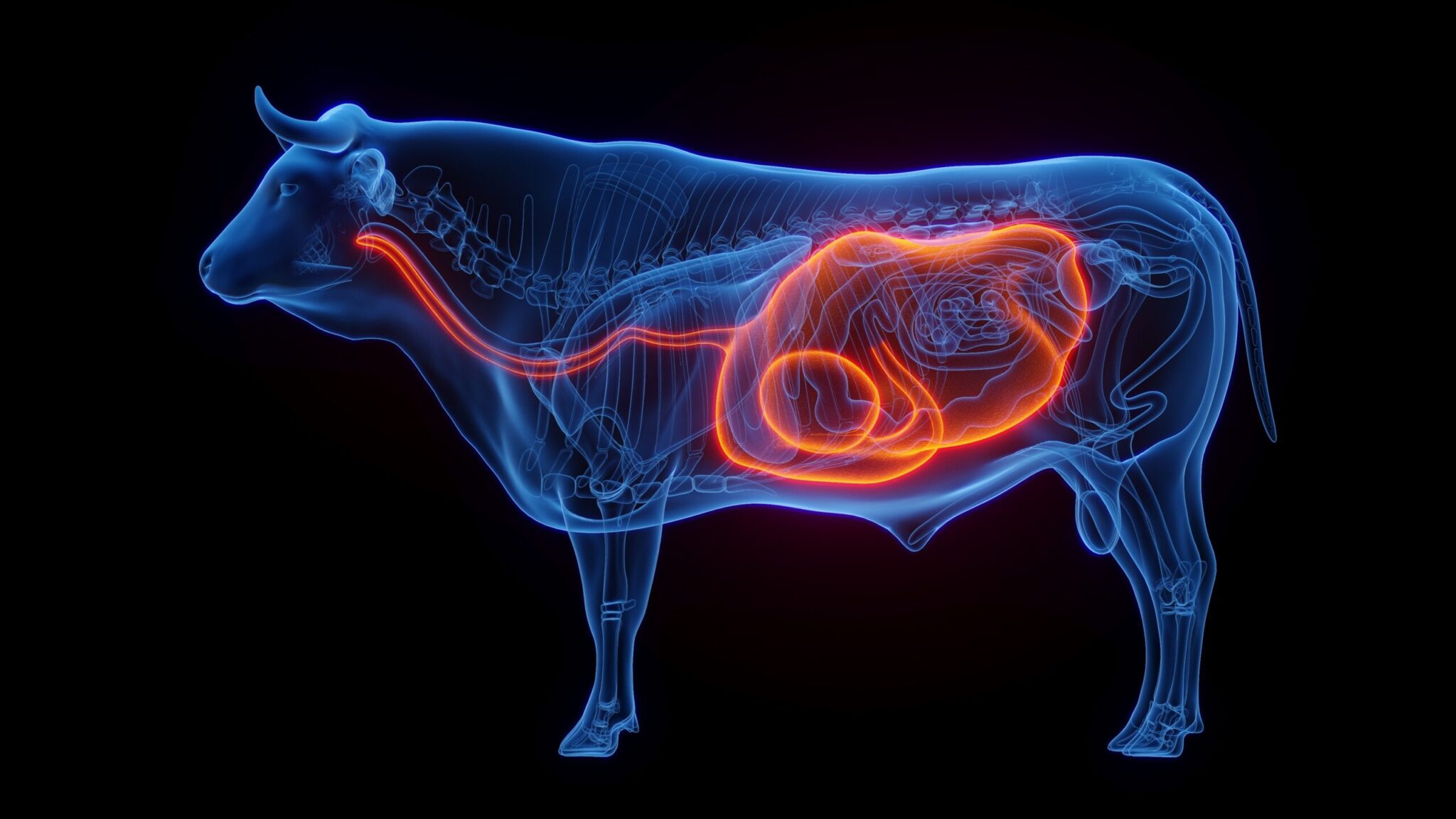 Why Fat? | Energy Feeds International